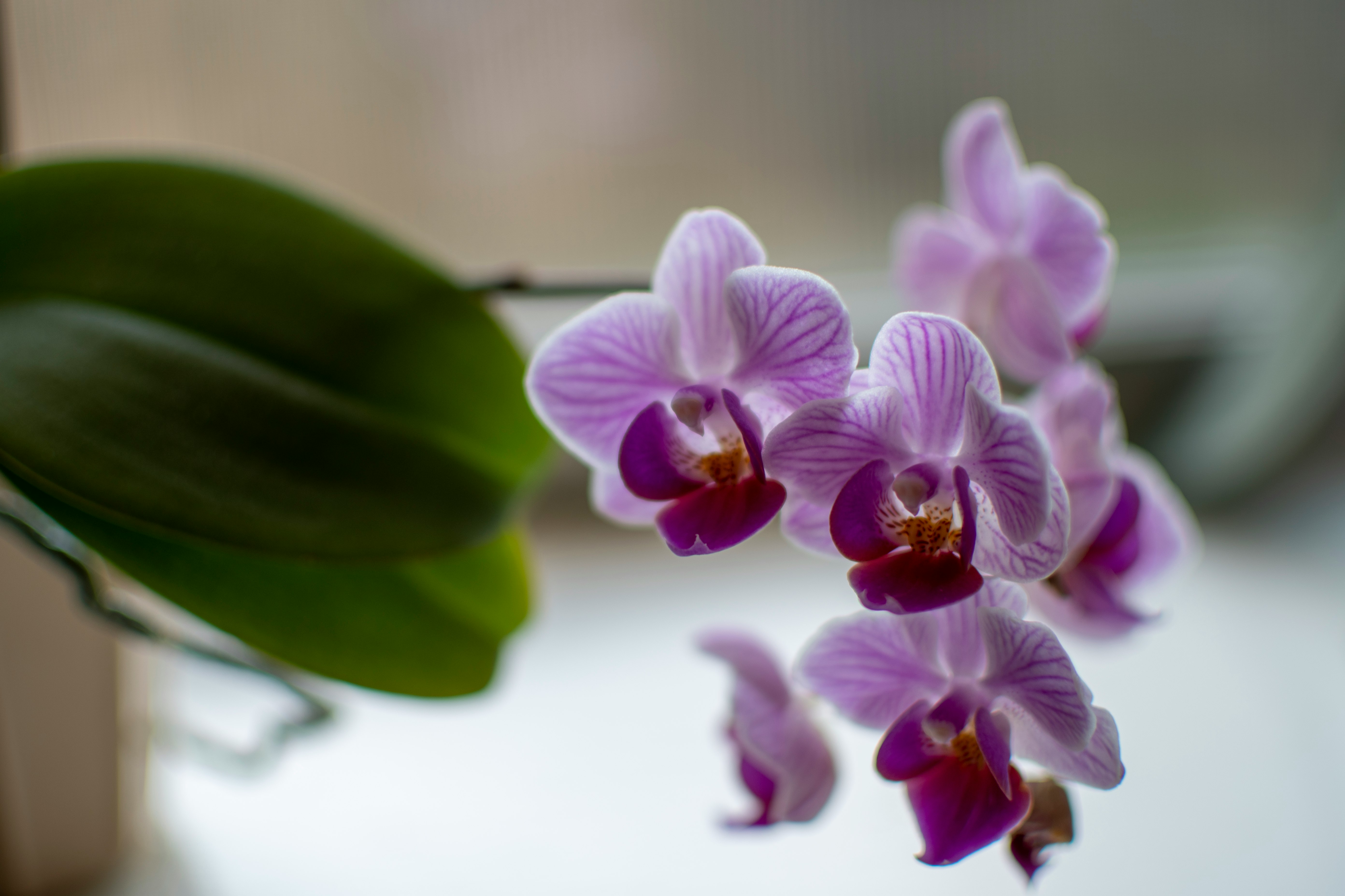 purple and white moth orchids in bloom during daytime